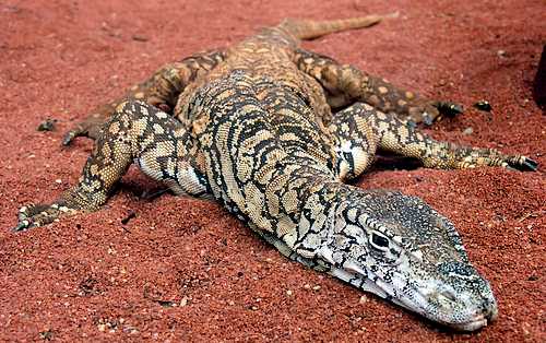 Australian Desert Animals Wildlife In The Outback