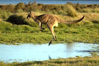 Red Kangaroo