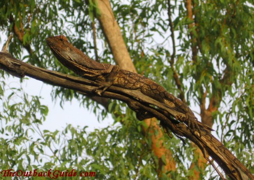 Frilled Neck Lizard Diet Wikipedia