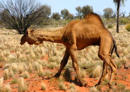 List of animals that live in the desert information