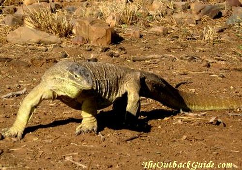 australian outback lizards