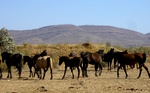 Wild horses in the Outback
