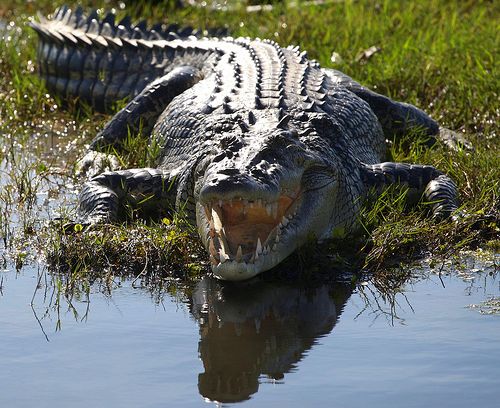 images of crocodile attacks