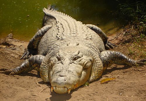 Australian Saltwater Crocodiles - Pictures And Facts About The