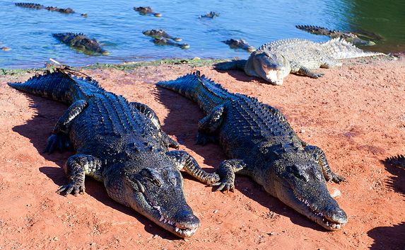 The Saltwater Crocodiles  Saltwater crocodile, Saltwater crocodile facts,  Crocodiles