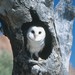 Owl at Alice Springs Desert Park