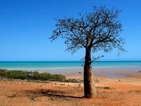 Single boab tree at a Broome beach.