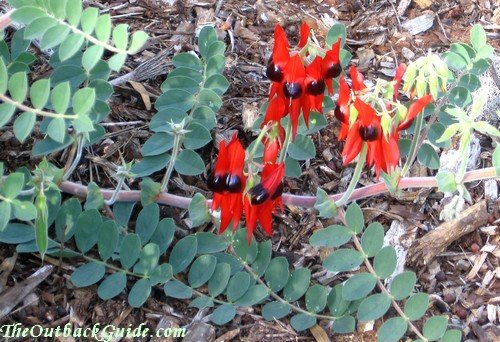 Sturt Desert Pea